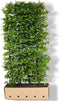 Carpinus betulus Heg