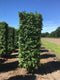 Carpinus betulus purpurea 250 cm