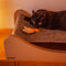 CARTON+ PETS Mia – Katzenhängematte – 72 x 36 cm