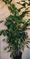 Caryota Zachte vinnetjespalm 160 cm hoog kamerplant