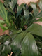 Caryota Zachte vinnetjespalm 70 cm hoog kamerplant
