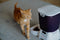 Cat Mate C3000 Automatische voerbak voor droogvoer voor huisdieren met digitale timer - voor katten en kleine honden - 3 kg - wit