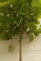 Catalpa bungei 250 cm