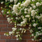 Plant in a Box - Trachelospermum jasminoides - Jasmijn XL - Winterharde klimplant - Pot 17cm - Hoogte 110-120cm