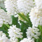 JUB - Muscari White Magic