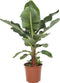Musa – ↨ 75 cm – ⌀ 24 cm