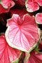 Plant in a Box - Caladium Carnaval - Exotische kamerplant - Pot 17cm - Hoogte 40-50cm
