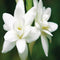 Ashleigh & Burwood - GEURLAMP VLOEISTOF 1000ML - JASMINE & TUBEROSE - Geurverstuiver - 1000 ML