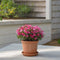 Plant in a Box - Rhododendron 'Azalea StarStyle' - Set van 6 - Wintergroene Japanse Azalea - Pot 10,5cm - Hoogte 25-40cm