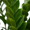 Decorum Zamioculcas in Elho Vibes Fold Rond sierpot (diepblauw) - Duynplant - Groene plant- Hoogte 90 cm