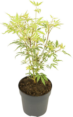 Plant in a Box - Japanse esdoorn - Acer palmatum 'Butterfly' - Hoogte 25-40cm - Potmaat 10,5cm - boom - groen