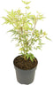 Plant in a Box - Japanse esdoorn - Acer palmatum 'Butterfly' - Hoogte 25-40cm - Potmaat 10,5cm - boom - groen