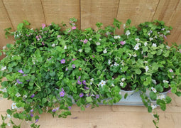 Bacopa s 10 potjes per tray kleur mix