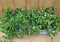 Bacopa s 10 potjes per tray kleur mix