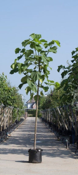 2 stuks! Anna Paulownaboom Paulownia tomentosa h 250 cm st. omtrek...