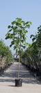2 stuks! Anna Paulownaboom Paulownia tomentosa h 250 cm st. omtrek...