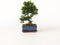 Plant in a Box - Carmona microphylla - Hoogte 20-25cm - Fukien Bonsai S-Shape boom - Pot 15cm