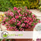 Plant in a Box - Gaultheria mucronata - Mix van 3 Pernettya - Parelbes winterhard en groenblijvend - Pot 10,5 cm - Hoogte 15-25cm
