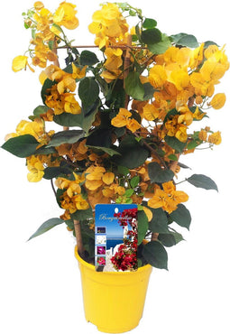 Plant in a Box - Bougainvillea 'Dania' - Bougainvillea op rek - Gele bloemen - Klimplant - Tuinplant - Pot 17cm - Hoogte 50-60cm