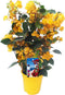 Plant in a Box - Bougainvillea 'Dania' - Bougainvillea op rek - Gele bloemen - Klimplant - Tuinplant - Pot 17cm - Hoogte 50-60cm