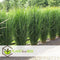 Plant in a Box - Panicum virgatum - Set van 2 - Panicum northwind siergras winterhard - Pot 23cm - Hoogte 40-60cm