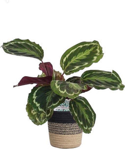 Calathea Medaillon in plantenmand Sumatra – ↨ 60cm – ⌀ 19cm