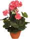 Zalmroze Begonia kunstplant met bloemen 37 cm in terracotta pot - Kunstplanten/nepplanten - Voor binnen