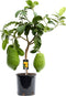 Citrus Maxima op stam