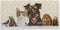 Diamondpainting Crystal Art Kaart Dierenfamilie 11x22cm