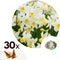 Plant in a Box - Narcissus botanical White x30 - Narcisbollen - Meerjarige winterharde bloembollen voor in de tuin, terras of balkon