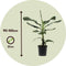 Plant in a Box - Musa Cavendish - Set van 2 kamerplanten - Dwarf Cavendish - Pot 21cm - Hoogte 90-100cm