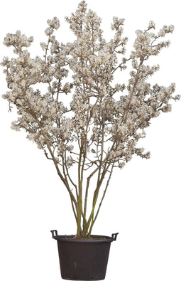 Krentenboom meerstammig | Amelanchier lamarckii | Bomenbezorgd.nl