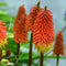 Plant in a Box - Tritoma Kniphofia Alcazar - Set van 3 - Vuurpijl - Wortelstokken - Zomerbloeiende plant