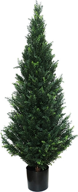 Cedar 152 cm