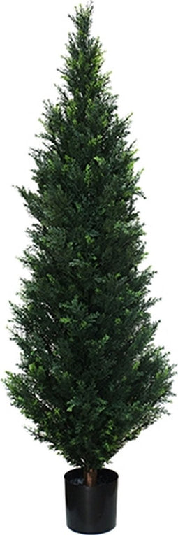 Cedar 182 cm
