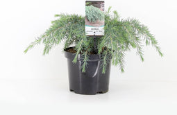 Cedrus deodara Feelin' Blue; Totale hoogte 40+cm incl. ø 19cm pot | Himalayaceder