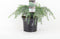 Cedrus deodara Feelin' Blue; Totale hoogte 40+cm incl. ø 19cm pot | Himalayaceder