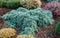 Cedrus deodara Feelin' Blue; Totale hoogte 40+cm incl. ø 19cm pot | Himalayaceder