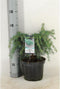 Cedrus deodara Feelin' Blue; Totale hoogte 40+cm incl. ø 19cm pot | Himalayaceder