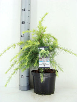 Cedrus deodara 'Golden Horizon'; Totale hoogte 40-60cm incl. Ø19cm pot | Himalajaceder | Zeer decoratief en wintergroen