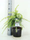 Cedrus deodara 'Golden Horizon'; Totale hoogte 40-60cm incl. Ø19cm pot | Himalajaceder | Zeer decoratief en wintergroen