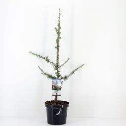 Cedrus libani glauca 75 cm