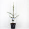 Cedrus libani glauca 75 cm