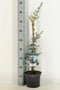 Cedrus libani glauca 75 cm
