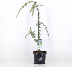 Cedrus libani glauca pendula 75 cm
