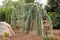 Cedrus libani glauca pendula 75 cm