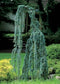 Cedrus libani glauca pendula 75 cm