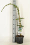 Cedrus libani glauca pendula 75 cm
