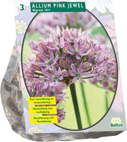 Baltus - Bollen Allium Pink Jewel 3 stuks