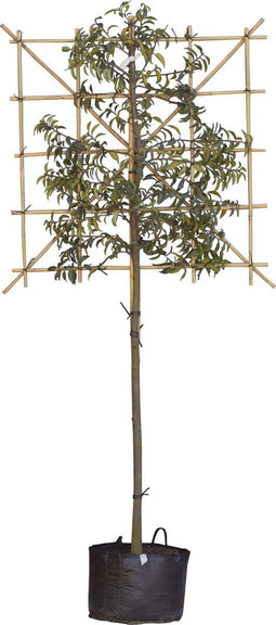 Portugese laurier leiboom 150 cm | Prunus lusitanica 6-10 cm 150 cm| Bomenbezorgd.nl